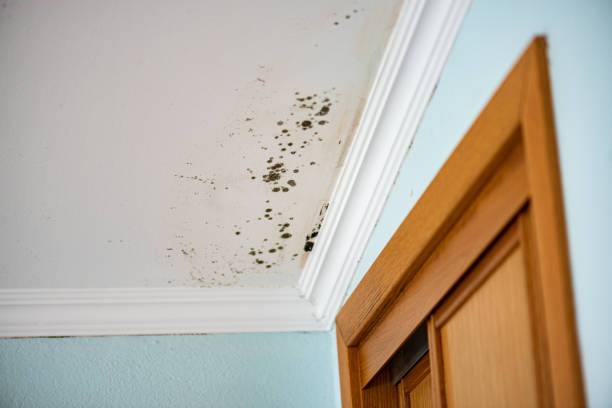 Trusted Halls, TN Mold Remediation Experts