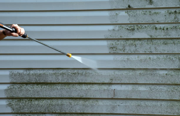 Best Health and Safety Mold Remediation in Halls, TN