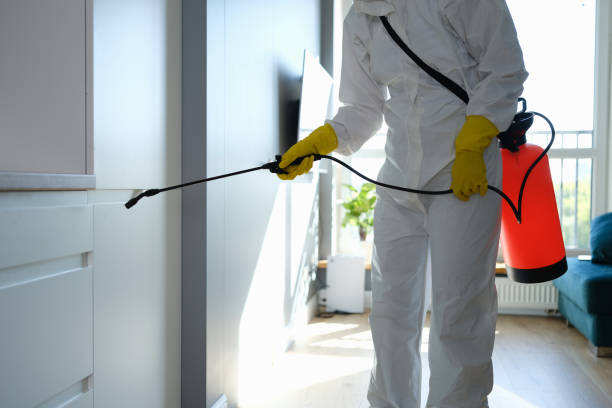 Best DIY Mold Remediation Support Services in Halls, TN