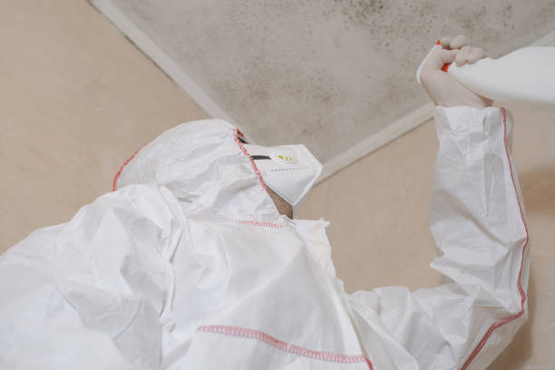 Best Emergency Mold Remediation in Halls, TN