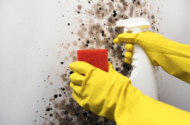Best Mold Remediation for Specific Building Types in Halls, TN