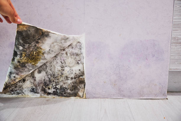 Best Black Mold Remediation in Halls, TN